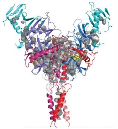 Structure of Glycoprotein in Ebola virus