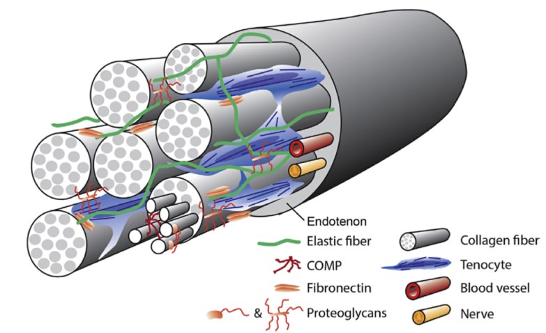 Schematic of tendon architecture composed of collagen fibers, proteoglycans, and glycoproteins.