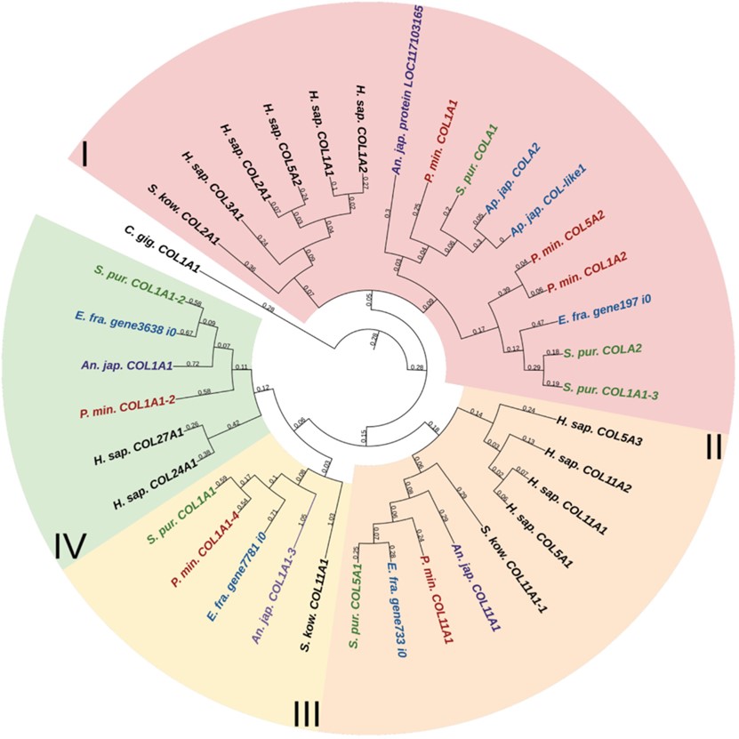 Fig.1 Four types of fiber-forming collagen in echinoderms.