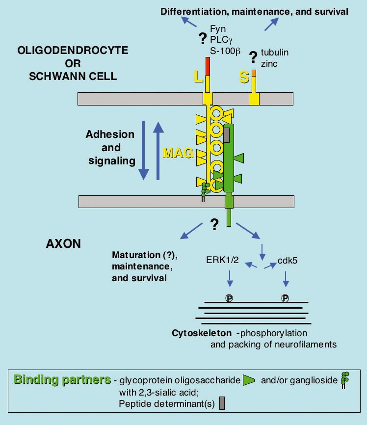Structure of MAG and biochemical mechanisms by which MAG may mediate interactions and signaling between myelin-forming cells and axons.