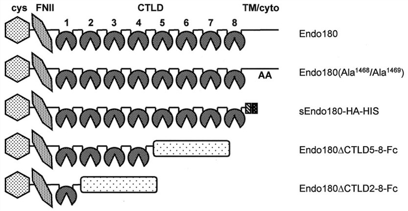 Structure of Endo180 showing the FNII domain located between the cysteine-rich domain (cys) and eight C-type lectin-like domains (CTLD).