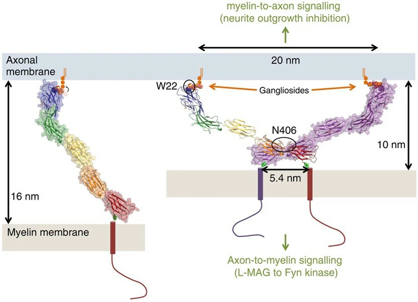Fig.1 Model of MAG-mediated myelin-axon engagement and signaling.