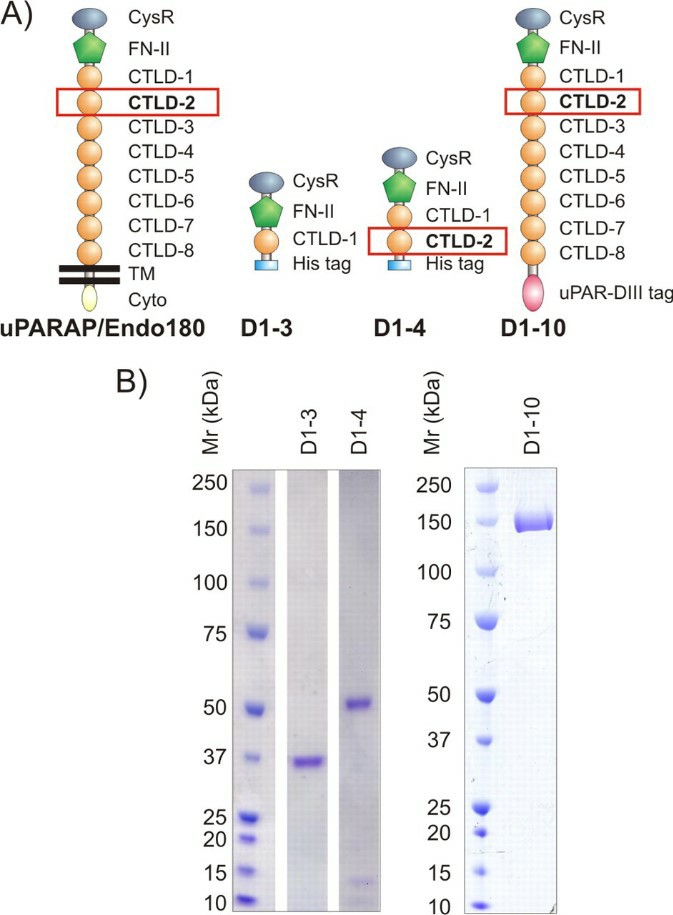 Fig.2 Domain composition and SDS-PAGE analysis of uPARAP constructs.