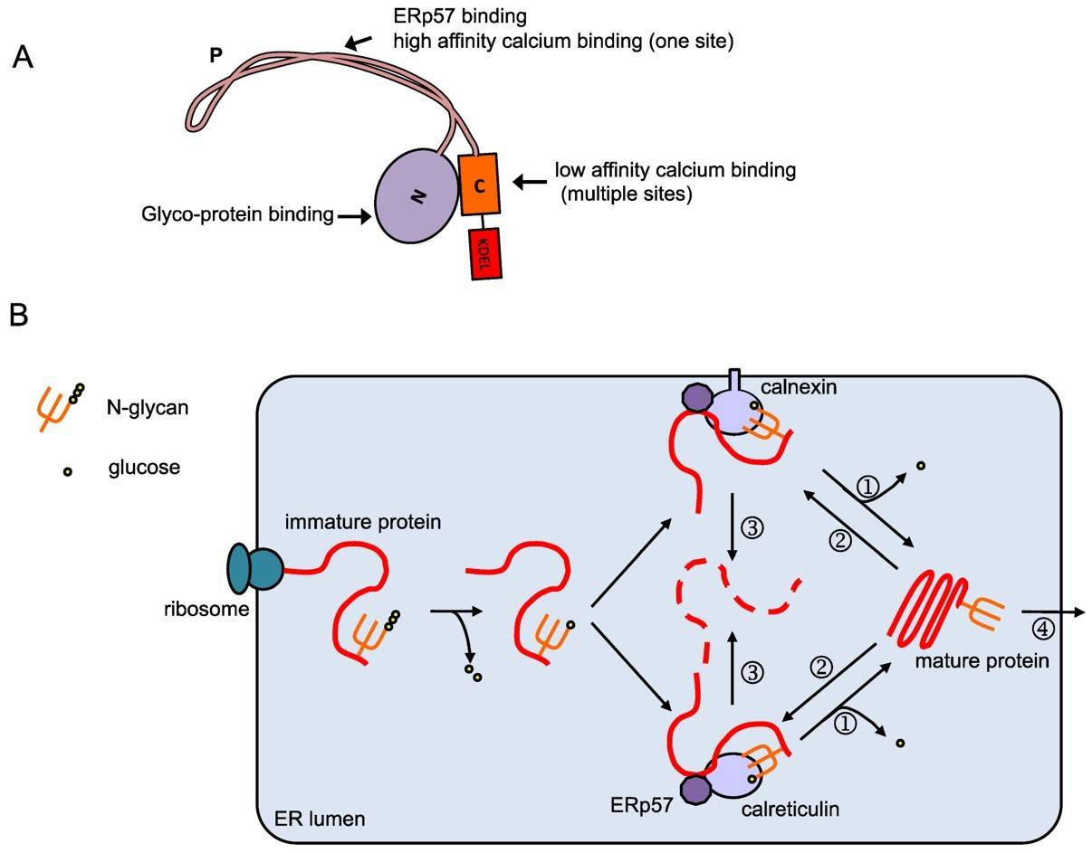 Fig.1 Calreticulin and its role in protein folding. (Jiang, Dey & Matsunami, 2014)