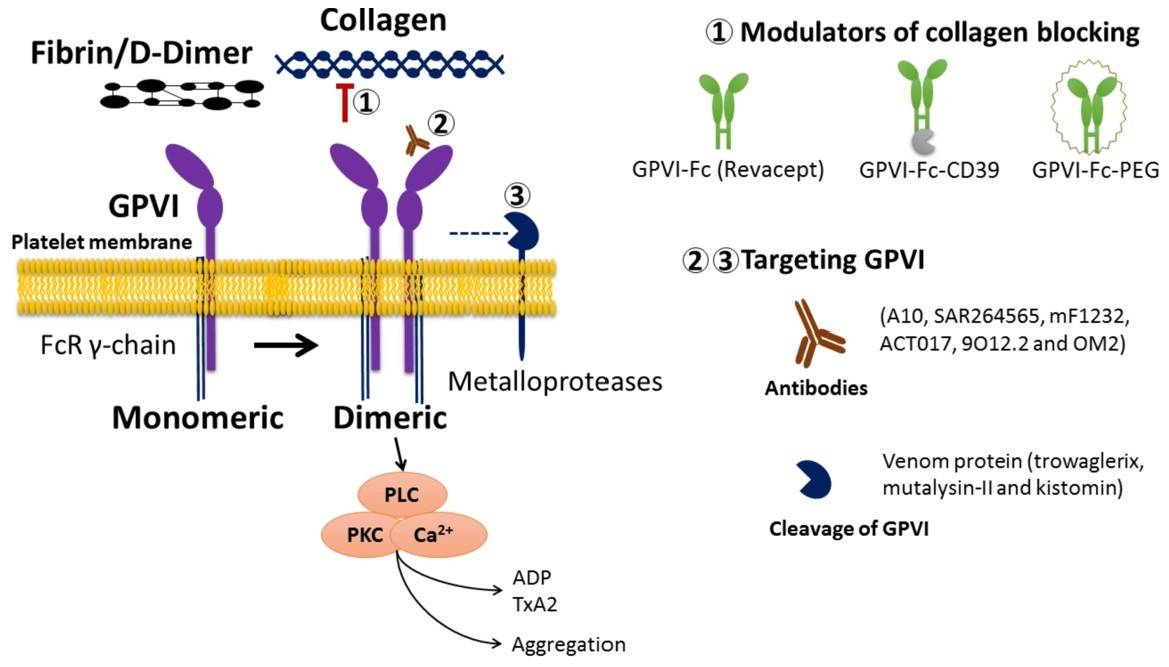 Fig.1 Differential regulation of GPVI and its collagen binding. (Fuentes, 2022)