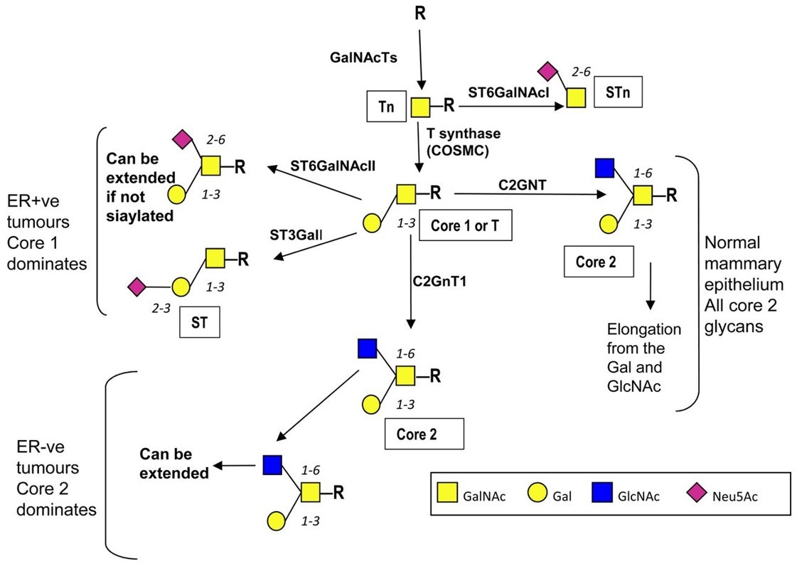 Fig.1 Comparison of differences of mucin-type O-linked glycosylation in normal and malignant mammary glands. (Burchell, et al., 2018)