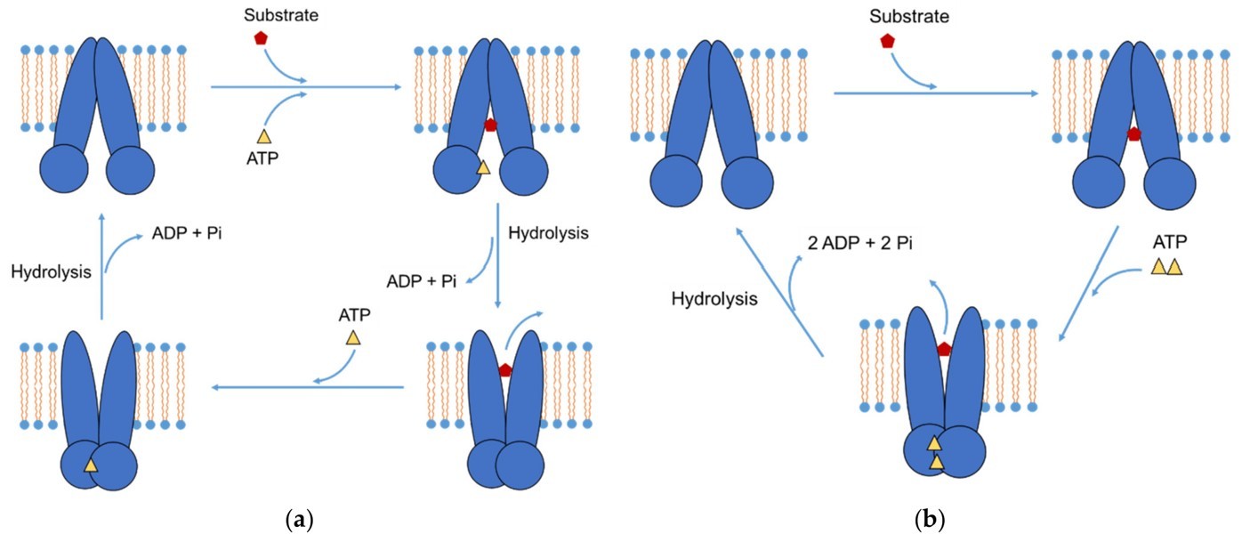 Fig.1 The P-gp transport cycle. (Nguyen, Duong & Maeng, 2021)