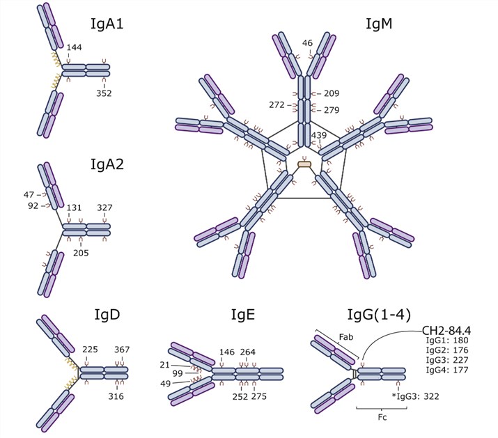 Fig.1 Different types of immunoglobulins. (Maverakis, et al., 2015)