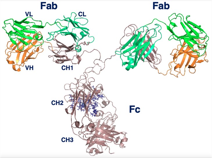 Fig.2 Schematic structure of a human IgG. (Chiu & Gilliland, 2016)