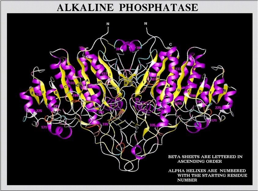 A ribbon diagram of L/B/K ALP protein structure.