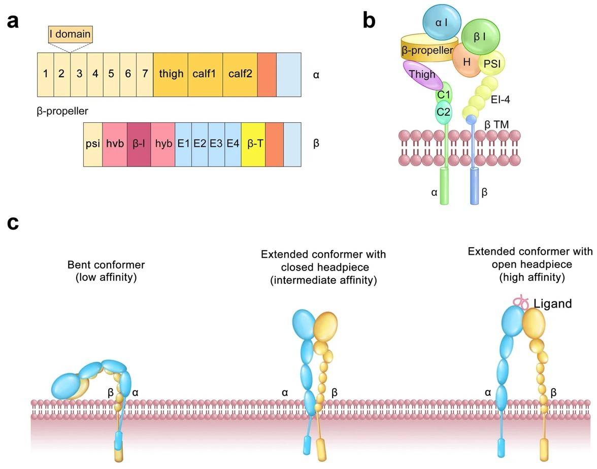 Fig.1 The primary structure and conformations of integrins. (Pang, et al., 2023)