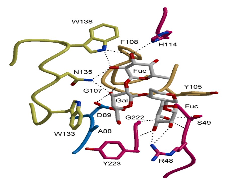 An oligosaccharide (shown in grey) bound in the binding site of a plant lectin.