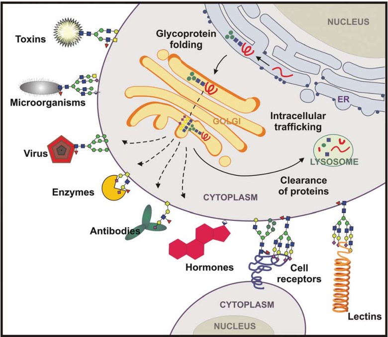 Glycoprotein Diagram