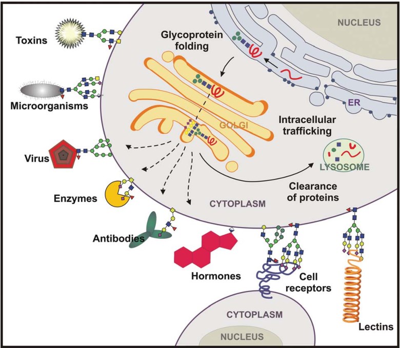 Glycoproteins in multiple mechanisms of cellular regulation. 
