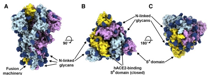 Organization of the SARS-CoV-2 S glycoprotein with N-linked glycans.