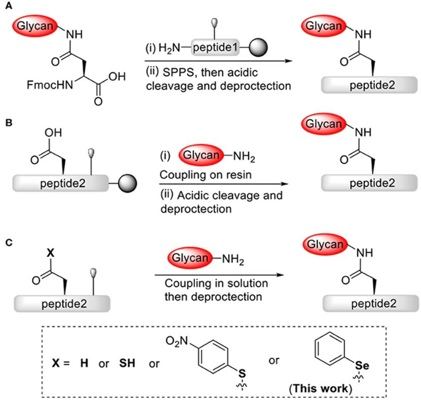Fig.1 Multiple synthetic strategies for constructing N-glycopeptides.