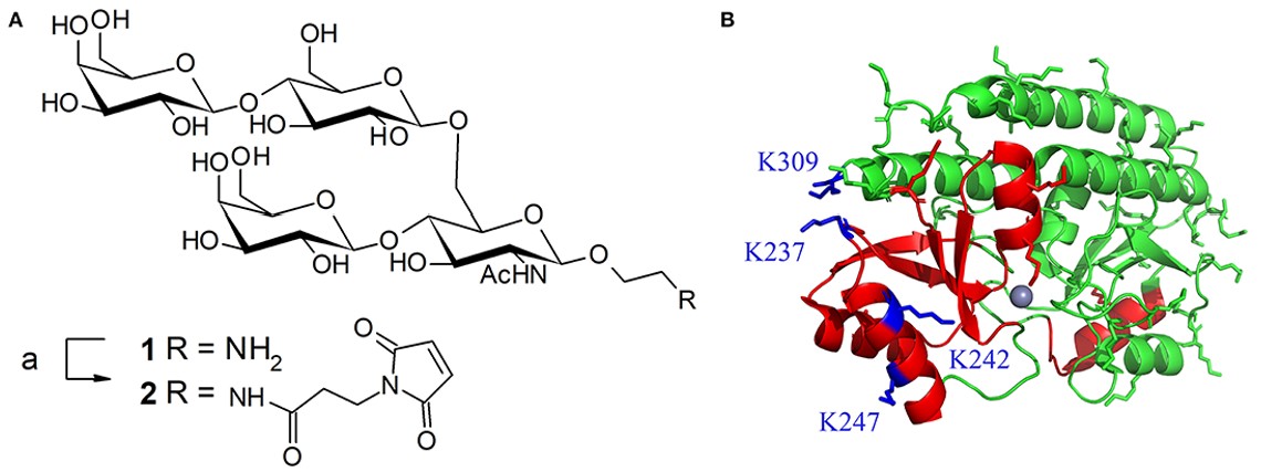 Fig.1 Tetrasaccharide antigen 1 from Streptococcus pneumoniae, a maleimide linker, and PsaA. (Pillot, et al., 2019)