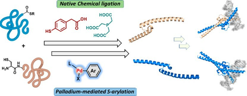 Fig.1 Native chemical ligation and palladium-mediated peptide ligation strategies.