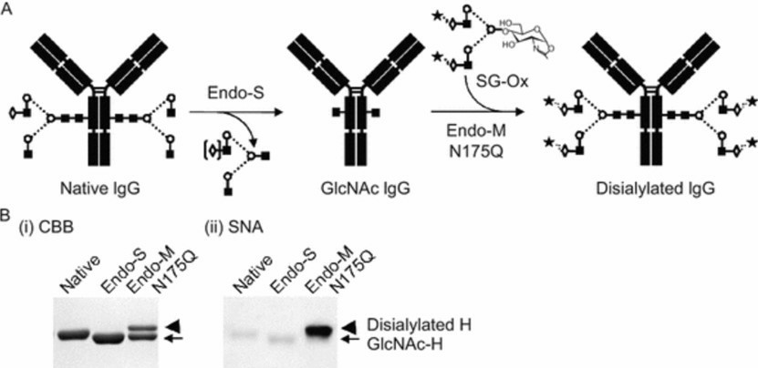 Fig.1 Chemicoenzymatic glycosylation remodeling of IgG.
