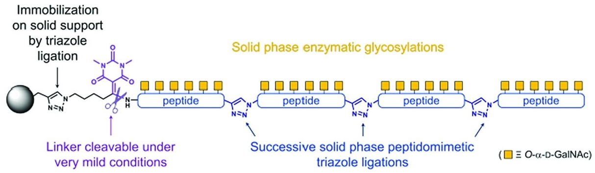 Fig.1 Enzymatic glycosylation simplifies the synthesis of ultra-long glycoproteins. (Galibert, et al., 2015)