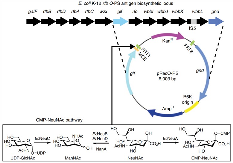  Orthogonal biosynthesis of sialylated O-glycans.