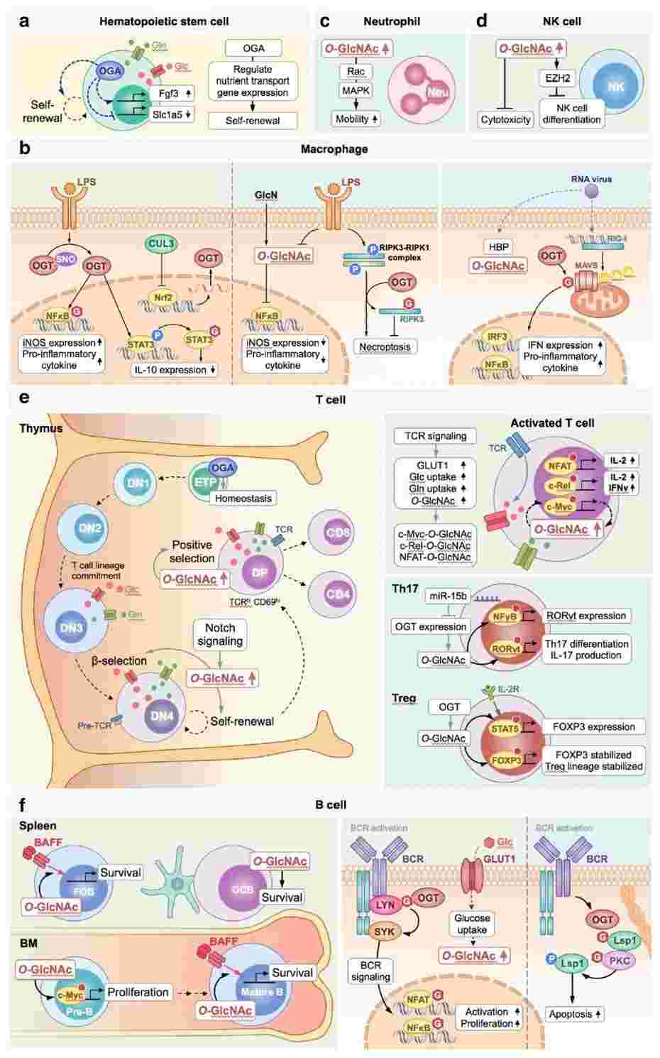 Fig.1 O-GlcNAcylation is involved in immune regulation. (Chang, Weng & Lin, 2020)