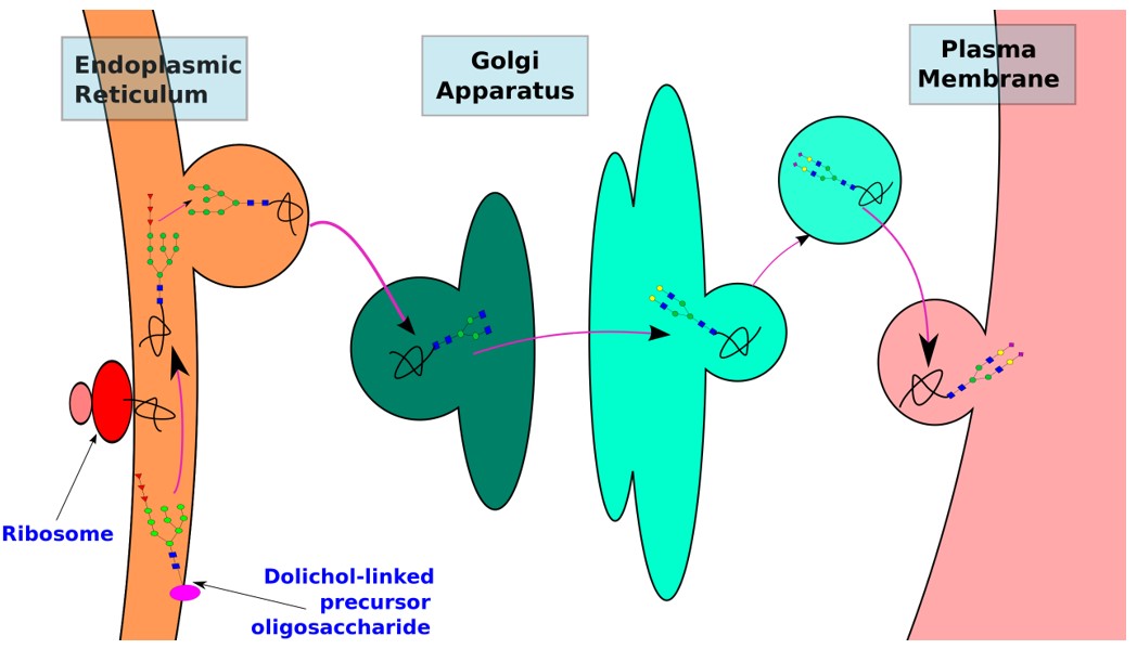 Fig.1 Synthesis of N-linked glycans begins at the endoplasmic reticulum and terminates at the plasma membrane.