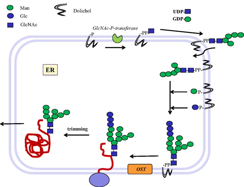 Biosynthesis of N-glycosylated glycoproteins in eukaryotes.