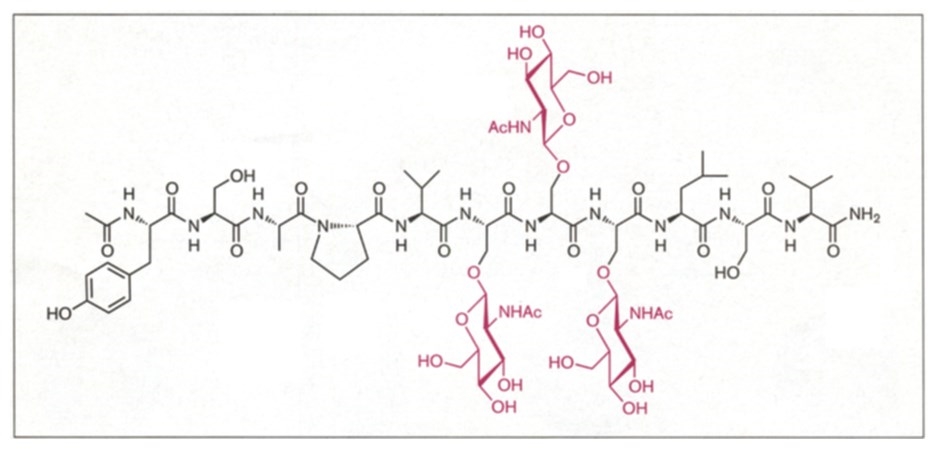 Chemically synthesized undecapeptide containing O-linked N-acetyl glucosamine residues.