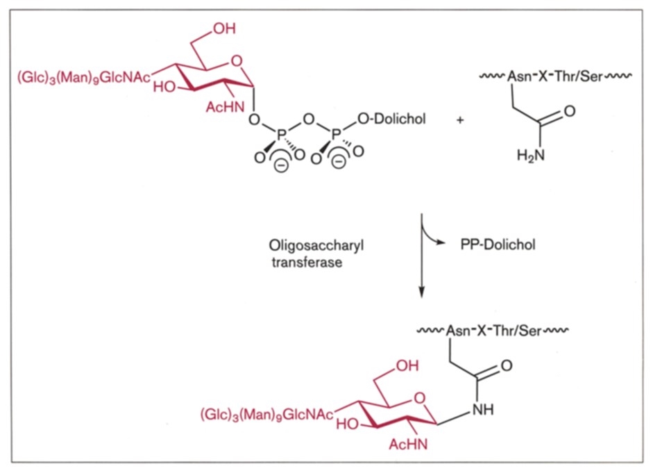 The transfer of a tetradecasaccharide from a lipid precursor to the nascent polypeptide chain is a key step in the formation of N-linked oligosaccharides.