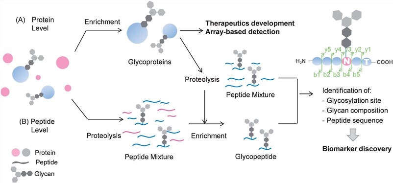 General enrichment strategy of glycoproteins.
