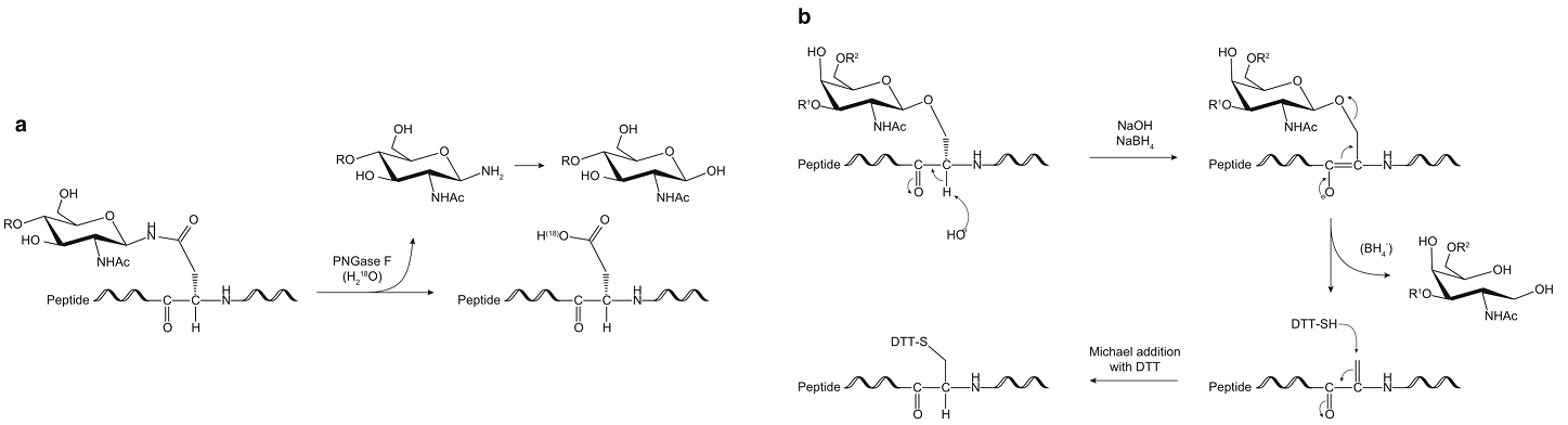 Schematic representation showing the mechanism of <em>N</em>-glycans 18O-labeling (a) and O-glycans by  reductive β-elimination and optional BEMAD (b).