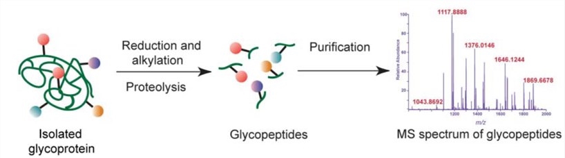 Schematic diagram of the steps involved in glycopeptide analysis. 