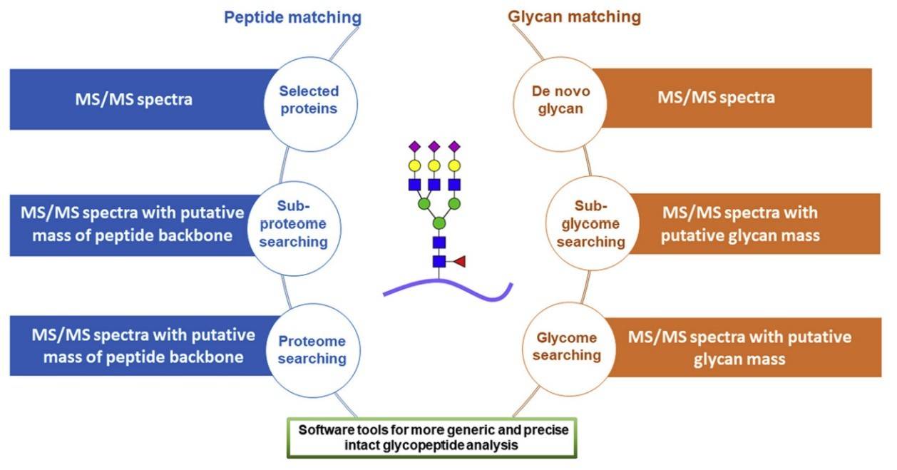 Fig.1 Tools used for glycopeptide analysis. (Cao, et al., 2021)