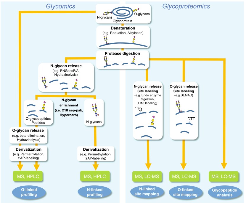 General workflows for glycomics and glycoproteomics analysis.