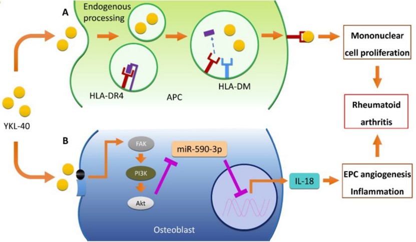 Fig.1 Role of YKL-40 in RA pathogenesis.