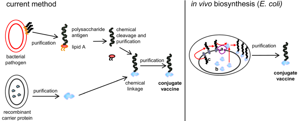 Current method for the production of conjugate vaccines and in vivo biosynthesis. 