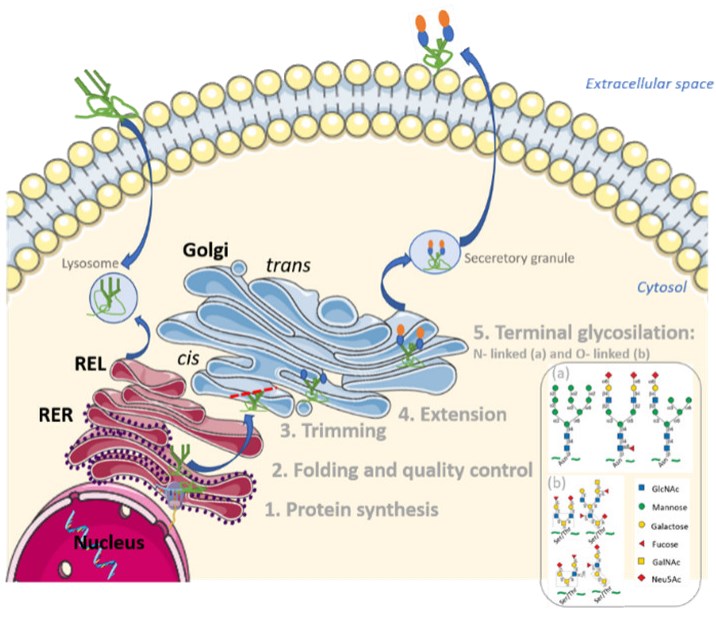 Glycoprotein Diagram