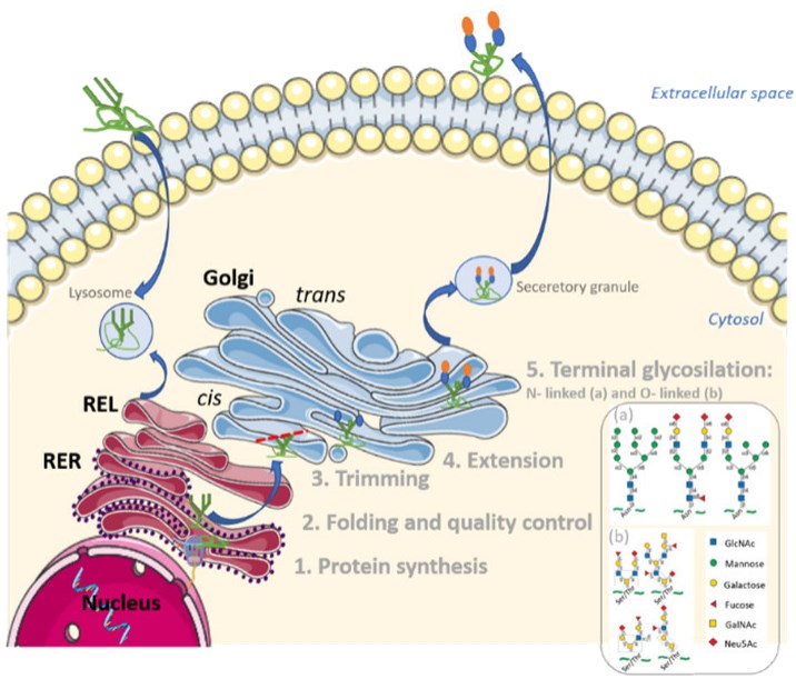Initiation and maturation of glycoproteins in membrane pathway.