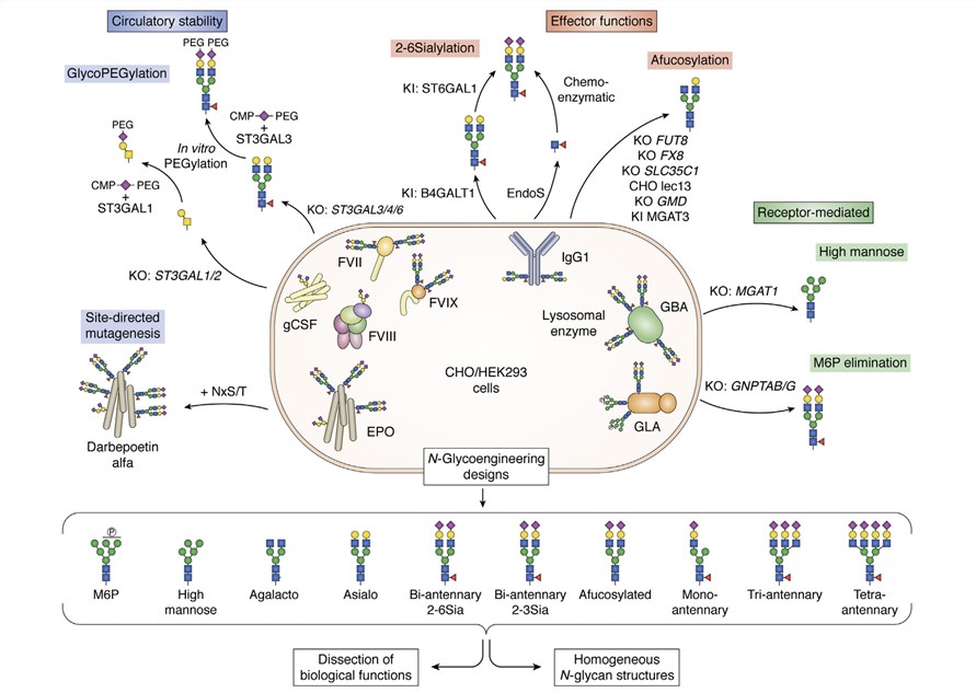 Fig.1 Examples of glycoengineering designs applied to N-glycosylation in mammalian cells. (Narimatsu, et al., 2021)