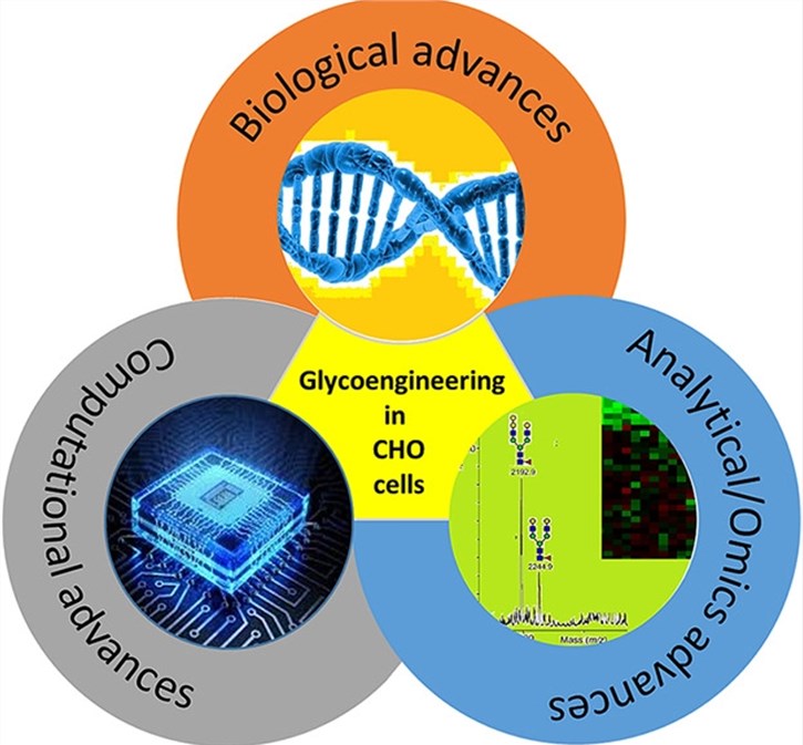 Glycoengineering in CHO Cells.