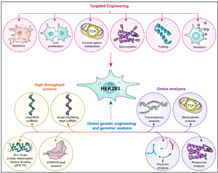 Fig.1 The HEK293 cell line is modified to optimize performance. (Abaandou, Quan & Shiloach, 2021)