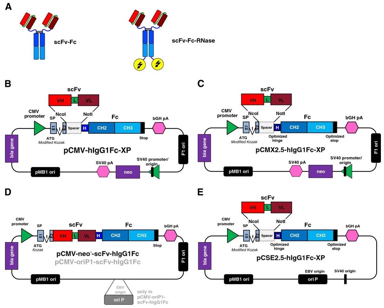 Fig.1 Schematic representation of the vector used to express the antibody in the HEK293 cell line. (Jäger, et al., 2013)