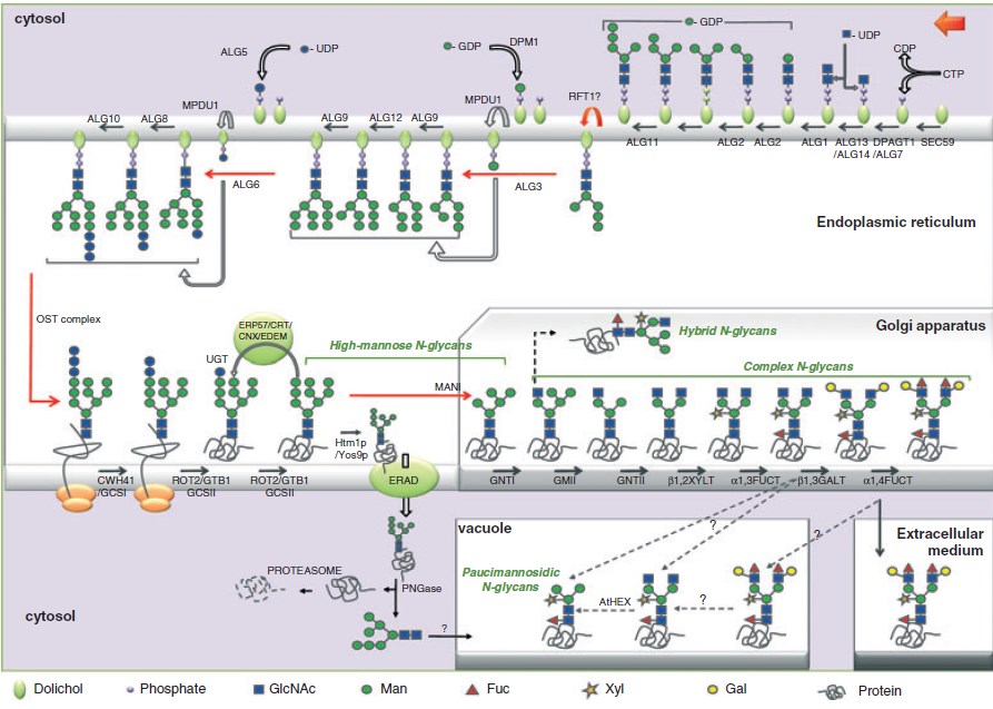 Reference pathway for protein N-glycosylation in plants.