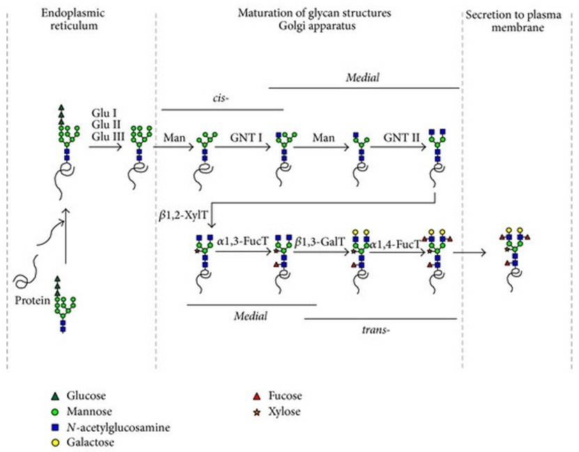 Fig.1 Major N-glycosylation pathways in plant systems.