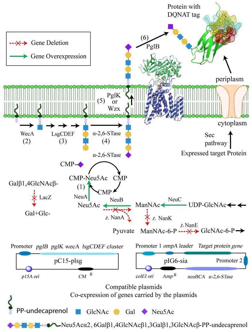Fig.1 Biosynthetic pathway for glycoprotein production in E. coli. (Zhu, et al., 2020)