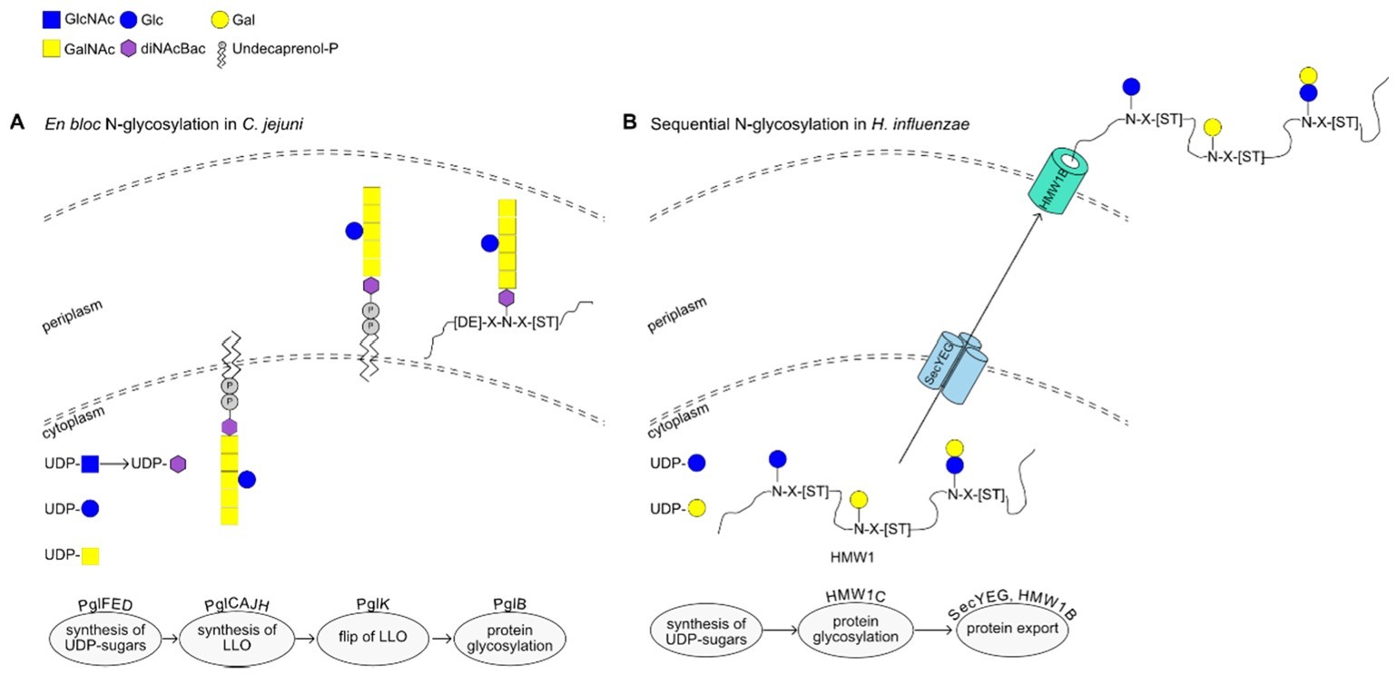 Fig.2 N-glycosylation in Campylobacter jejuni and Haemophilus influenzae strain. (Latousakis & Juge, 2018)