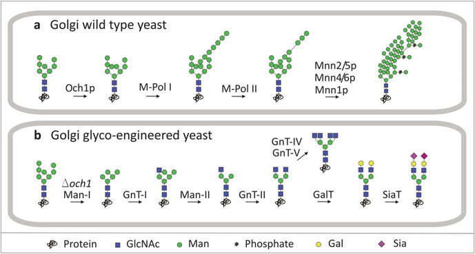 Golgi N-glycosylation: wild-type versus glyco-engineered yeast.