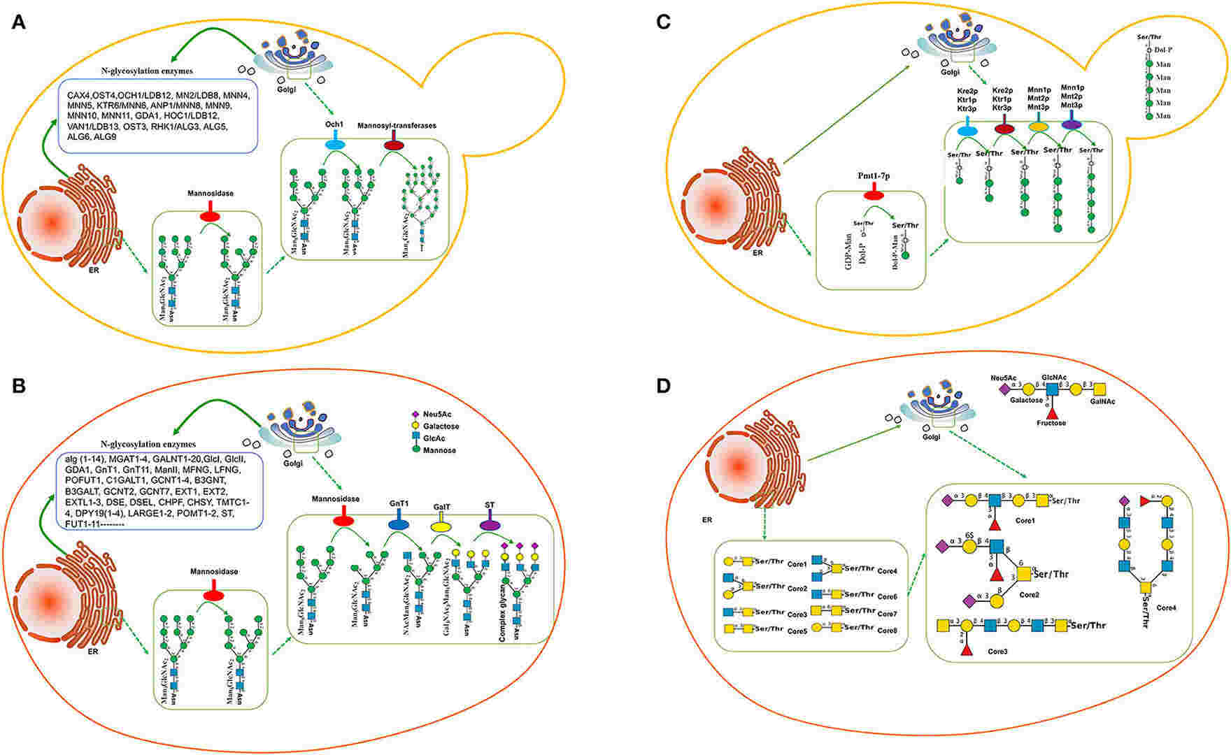Fig.1 N- and O-glycosylation pathways in mammalian cells and yeasts. (Li, et al., 2022)