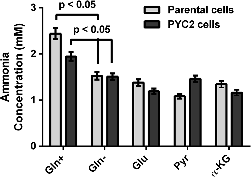 Final ammonia concentration in batch cultures of PYC2-overexpressing cells (black bars) and the parental cells (gray bars). 